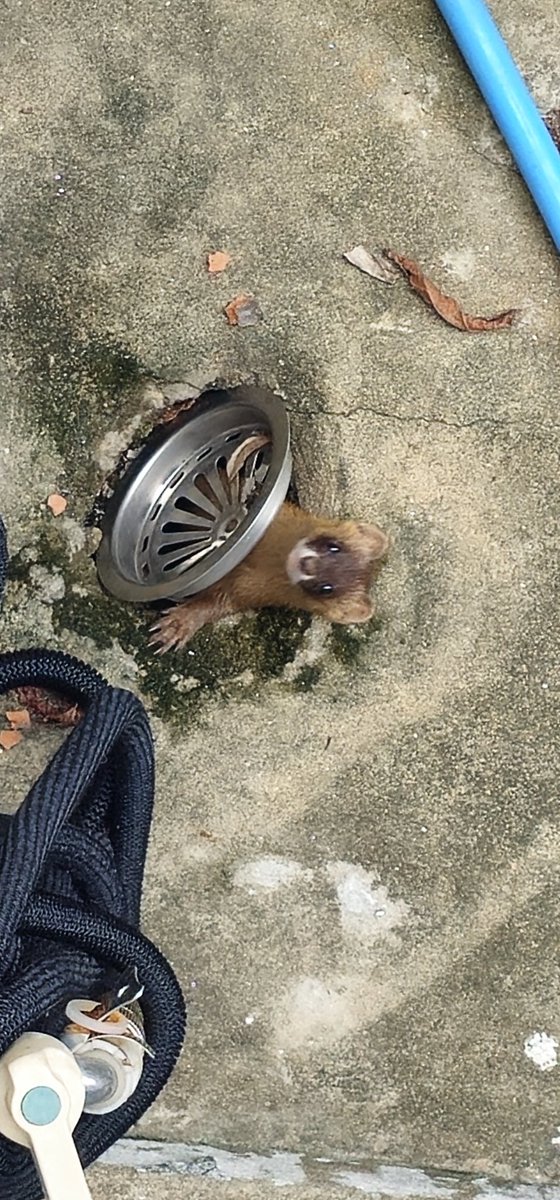 귀여우니까... 보세요 일단 유기견 보호소에 연락했더니 광견병위험이있어 잡으러오신다카네요 

얼마전부터 울음소리가 들린다 싶었는데  미치게 귀여운 사진...