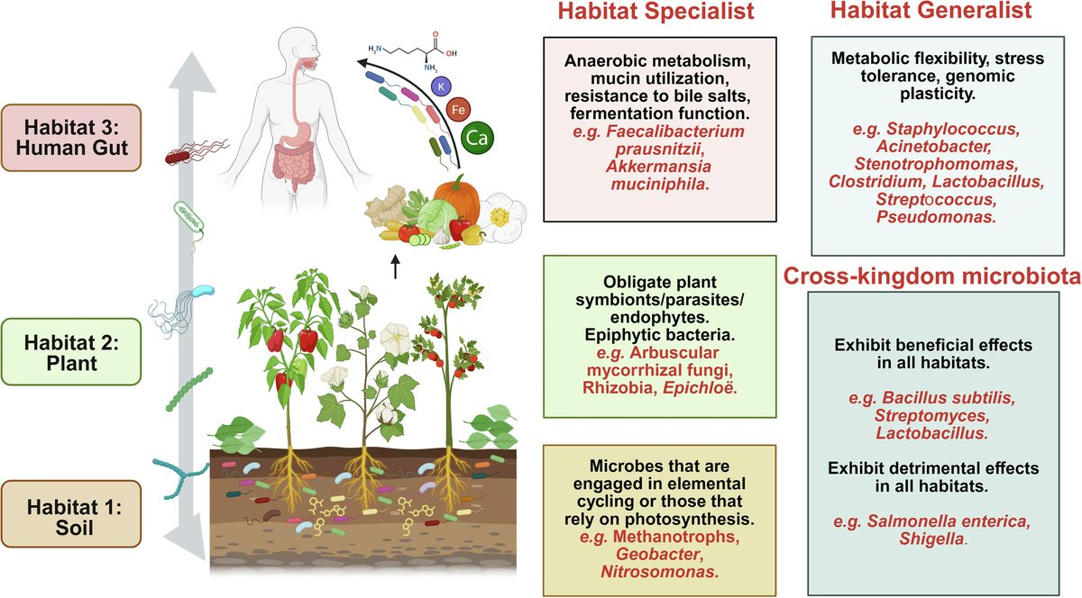 niooknaw's tweet image. New publication: The soil-plant-human gut microbiome axis into perspective, by @RaaijmakersJM and others. #microbialcommunities #soilmicrobiome #plantmicrobiome #gutmicrobiome
doi.org/10.1038/s41467…