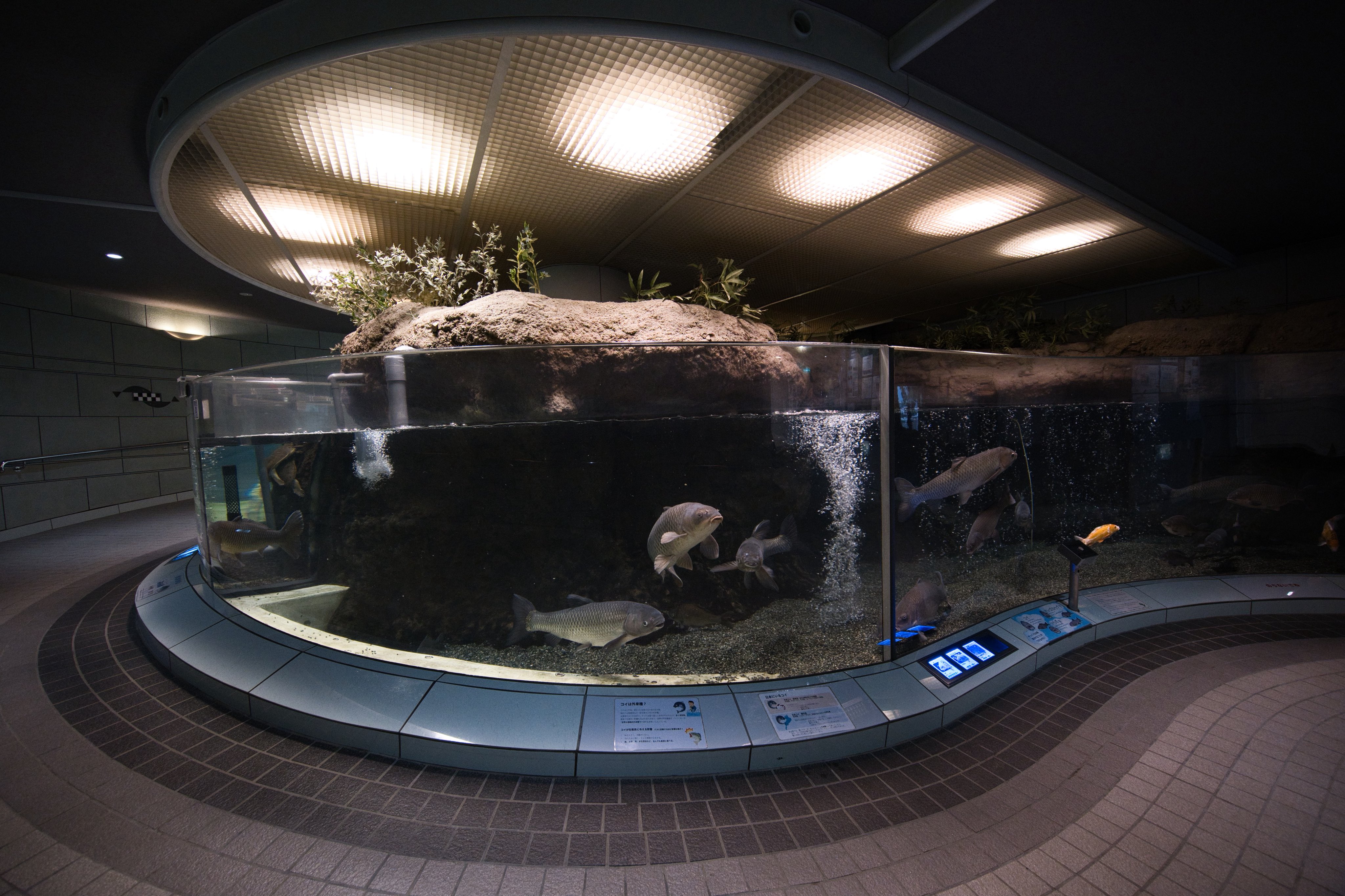 ❌水族館好き(❁ᴗ͈ˬᴗ͈)水族館の生き物 札幌の新しい都市型水族館 aoao Sapporo✨ クラゲ水槽神秘的で