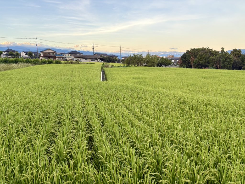 HiguchiYukiya's tweet photo. 台風一過。４枚作っている田んぼの稲はどこも倒れなくて一安心です。コシヒカリは稲刈りに備えて水を抜きます。 https://t.co/0gSszUijY9