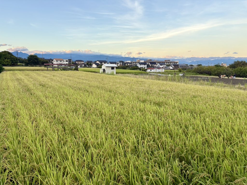 HiguchiYukiya's tweet photo. 台風一過。４枚作っている田んぼの稲はどこも倒れなくて一安心です。コシヒカリは稲刈りに備えて水を抜きます。 https://t.co/0gSszUijY9