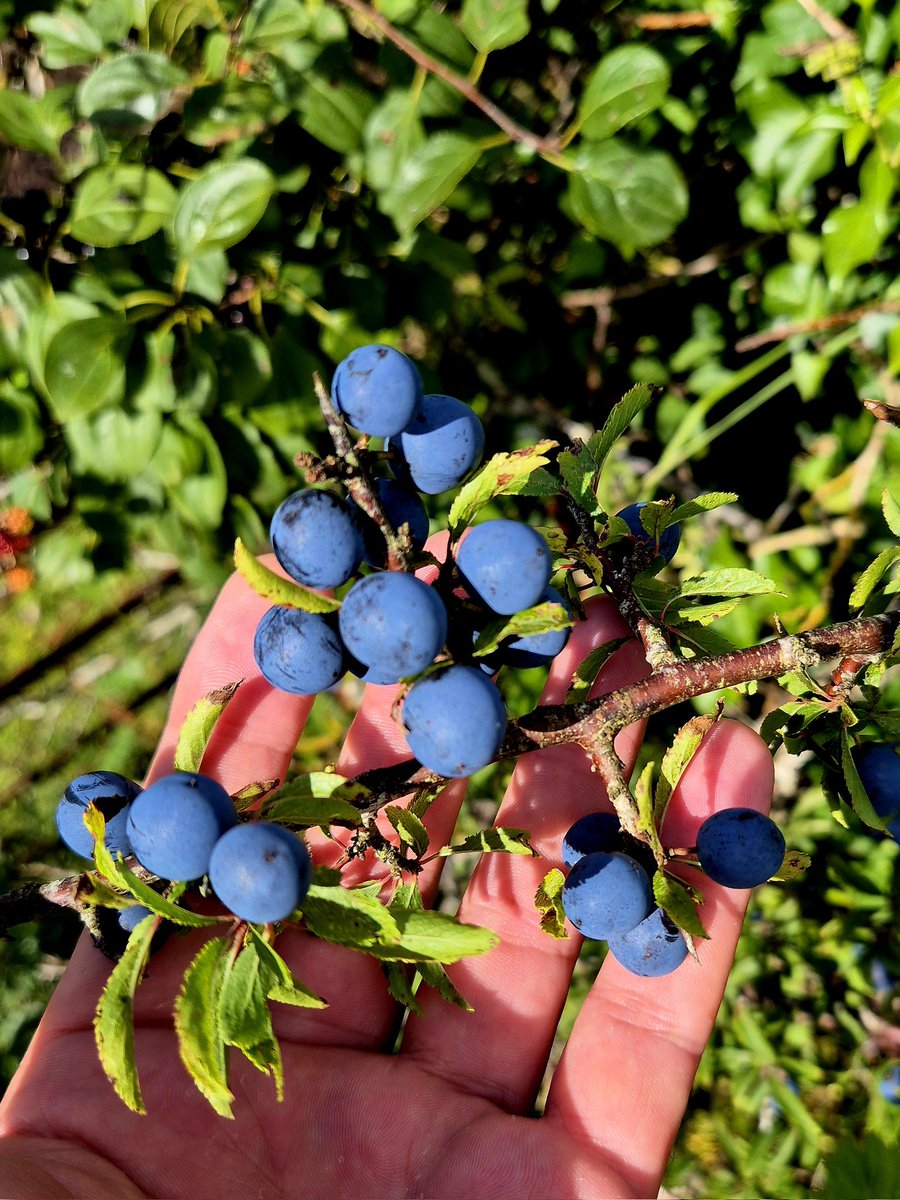 cormac_mcginley's tweet image. Blackthorn berries (Prunus spinosa) or Sloe berries are fully ripened at the moment and scattered all accross the Burren.
County Clare, Ireland.