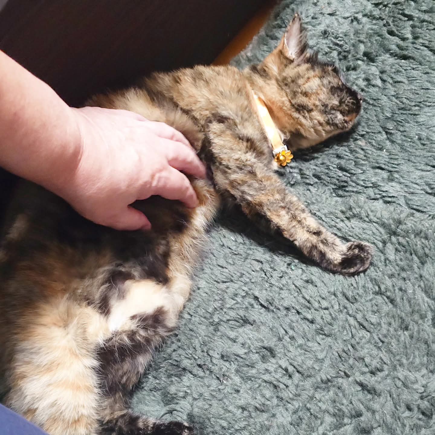 猫好 👆他にもたくさん載せてるよ #猫 #猫のいる暮らし #保護猫 #ねこ
