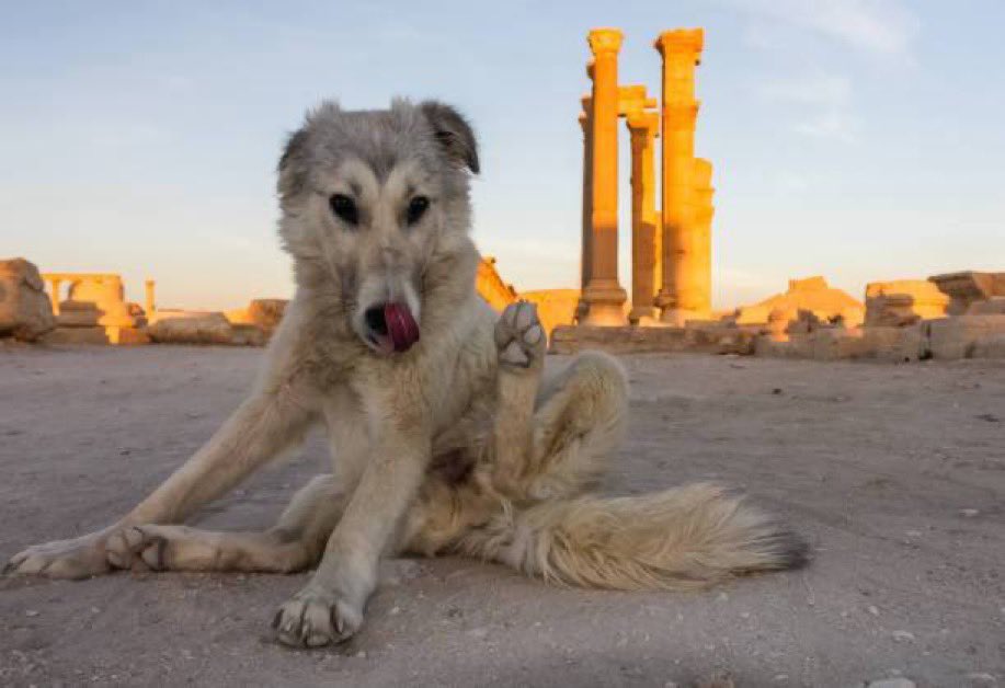 Palmyra pinterest tweet media