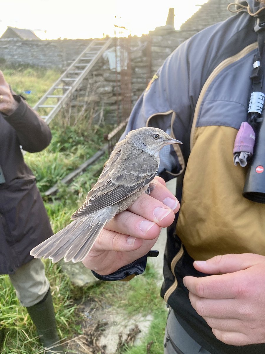 alpine_swift_'s tweet image. Pectoral Sandpiper on @NRonBirdObs yesterday. A nice find by Maddy.

Also Barred Warbler retrapped at Holland in the evening.