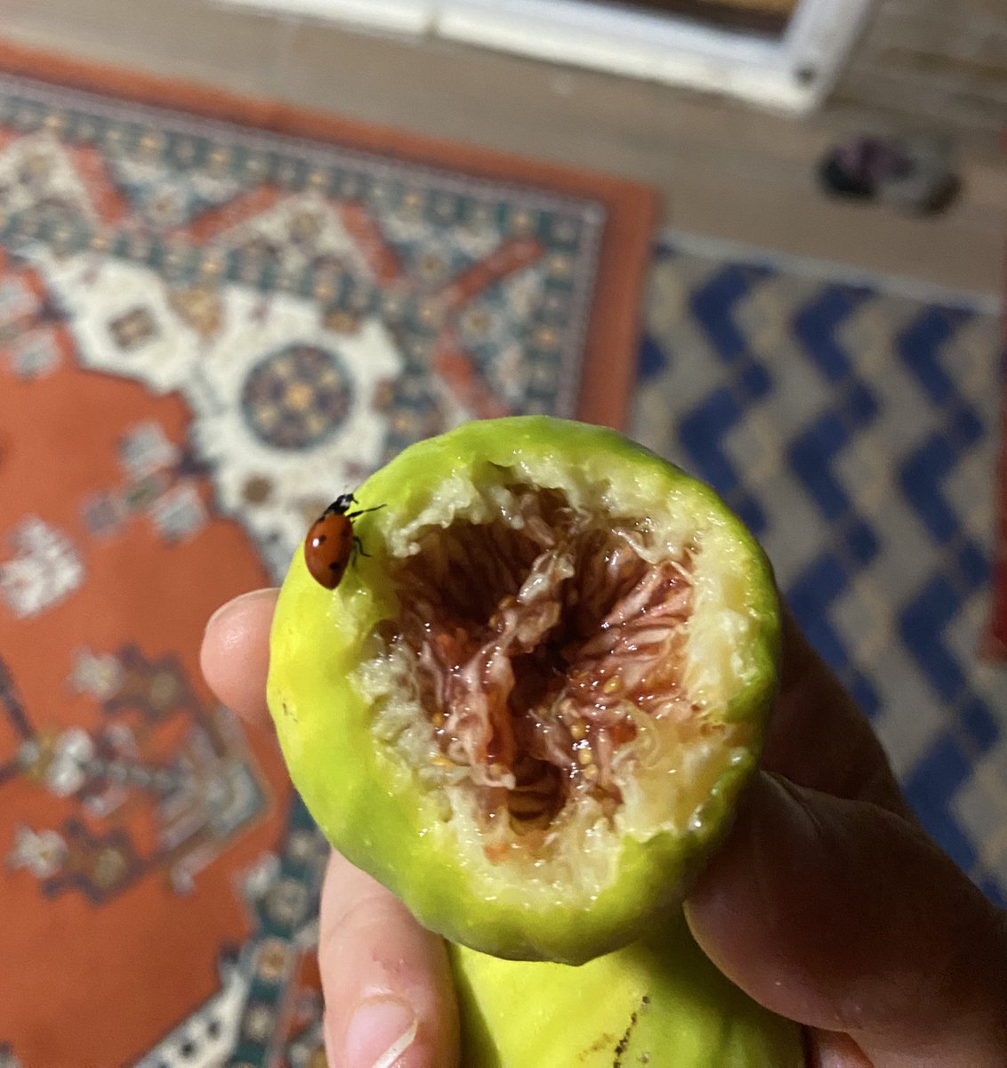 Yediğim incirde uğur böceği çıkması şaka mıığğğğ