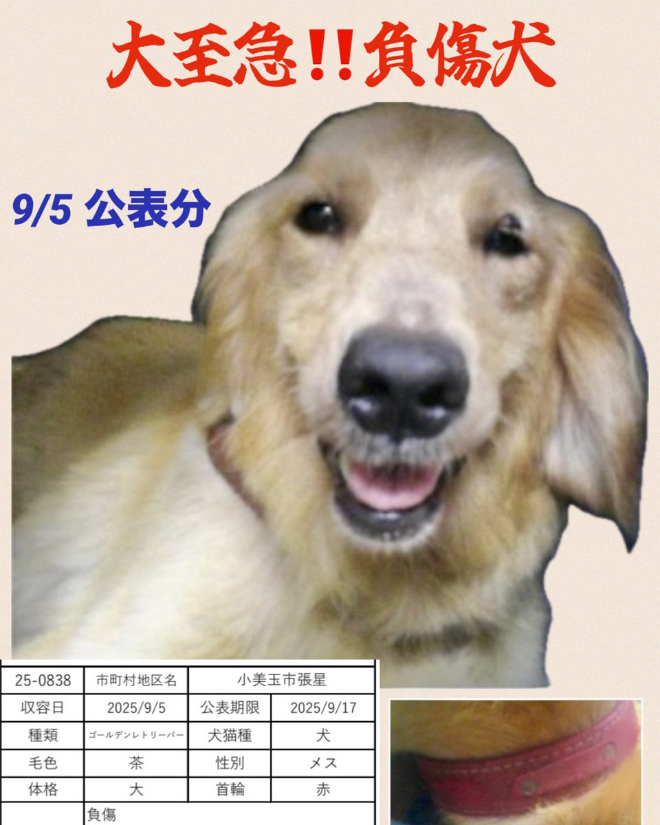 🆘大至急‼️負傷犬🆘

首輪付きのゴールデンです
ボラ様の報告では重症で産後のようだと…
飼い主さん 探してください
お迎えに繋がりますように
心当たりのある方は知らせてください🙇🏼‍♀️🙏🏻

🆘9/5茨城県動物指導センター 
🚨公表期限9月17日
🔹 小美玉市張星で保護
🔹ゴールデンレトリバー・メス.大型