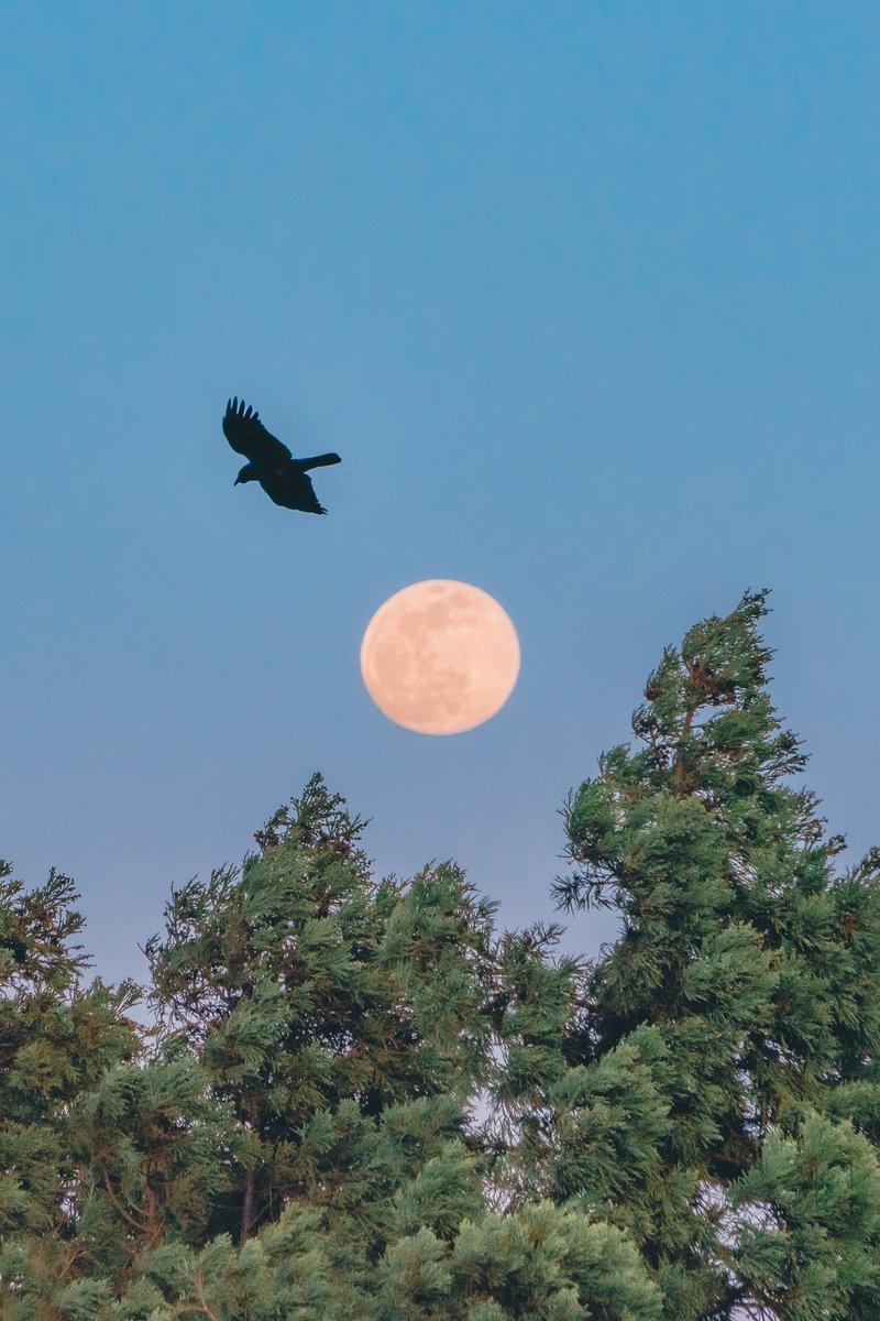 絵画のような写真。