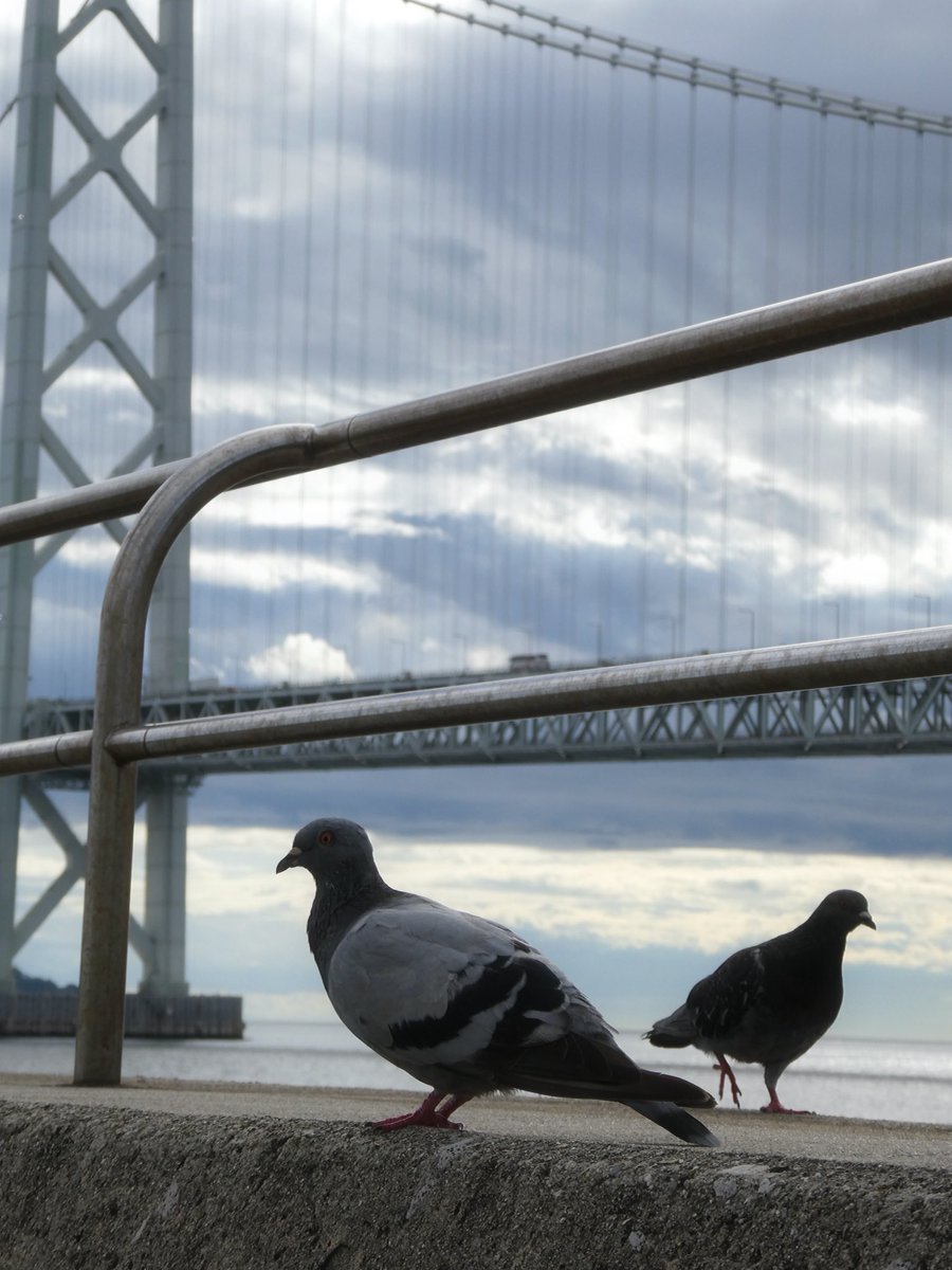 鳩さん♡オブジェ 鳩さん♡オブジェ 鳩さん♡オブジェ