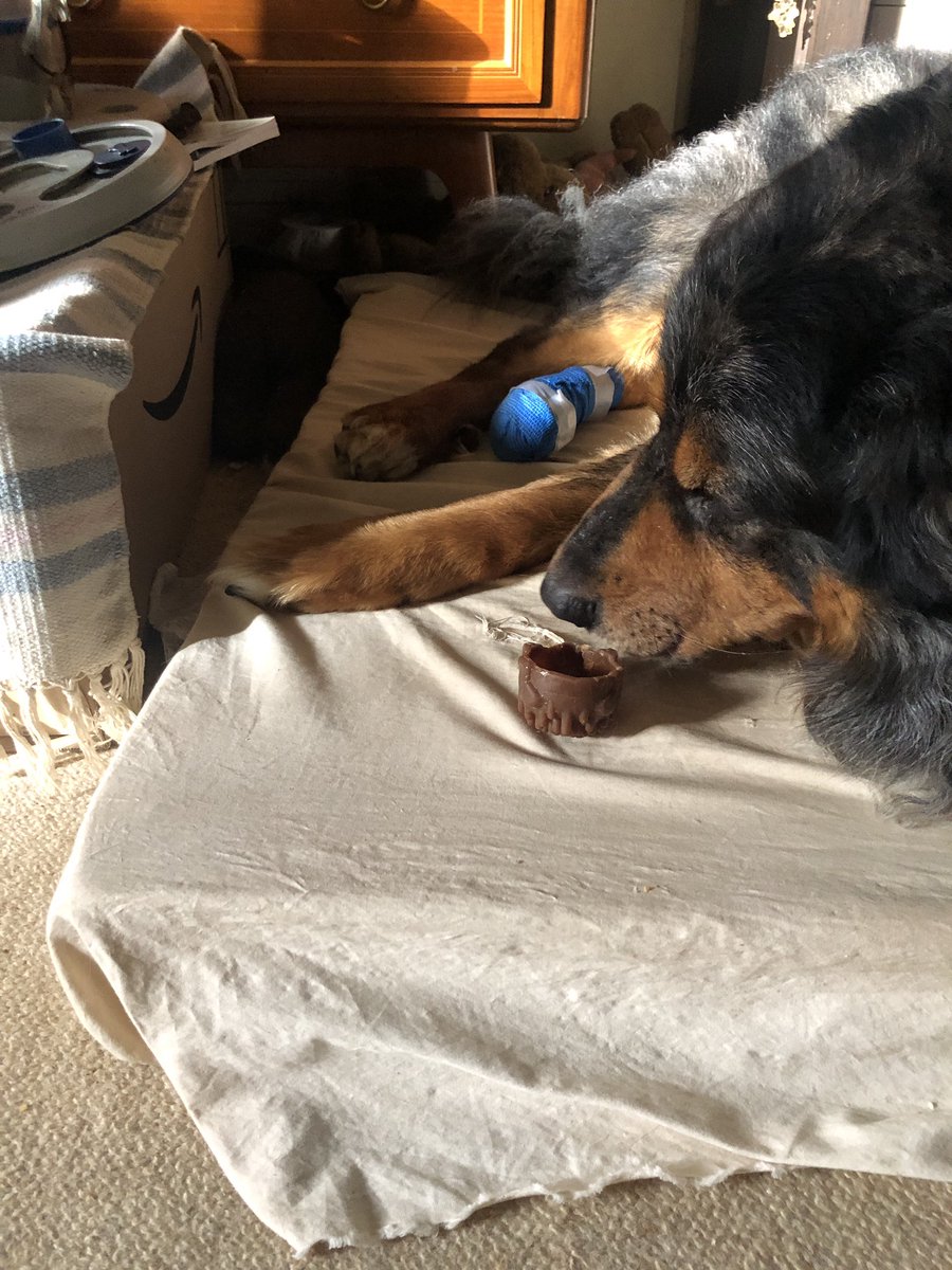 Den Lohn für harte Arbeit.  Ich hab brav geübt, #nonmention! Ruhig bleiben und auf Mamas Anweisung warten. 
Und jetzt entschuldigt mich! Ich mach jetzt was mit meinem veganen Belohnungs-Igel 🥳