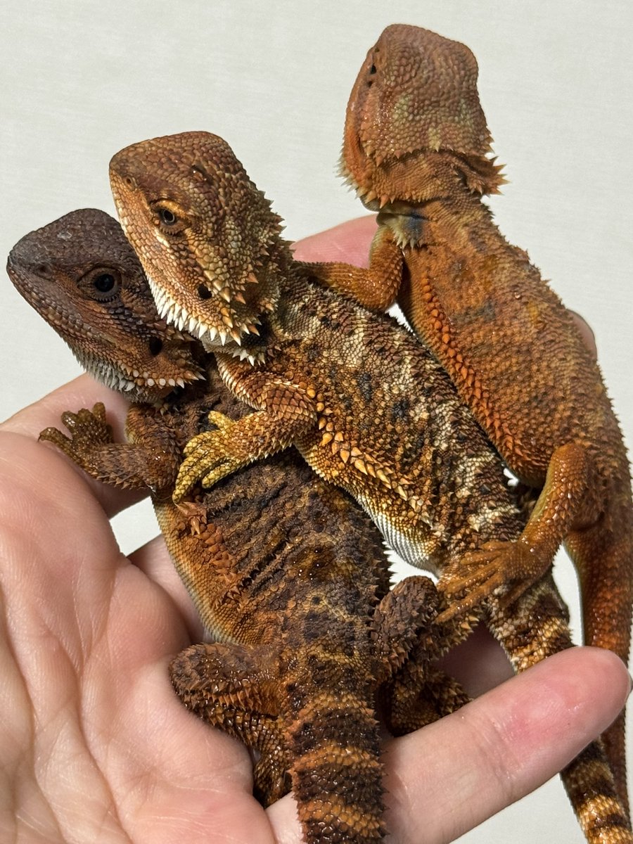 cres_crezy710's tweet image. だいぶしっかりしてきた。

#ダークレッド
#RM100
#フトアゴヒゲトカゲ
#家族募集中