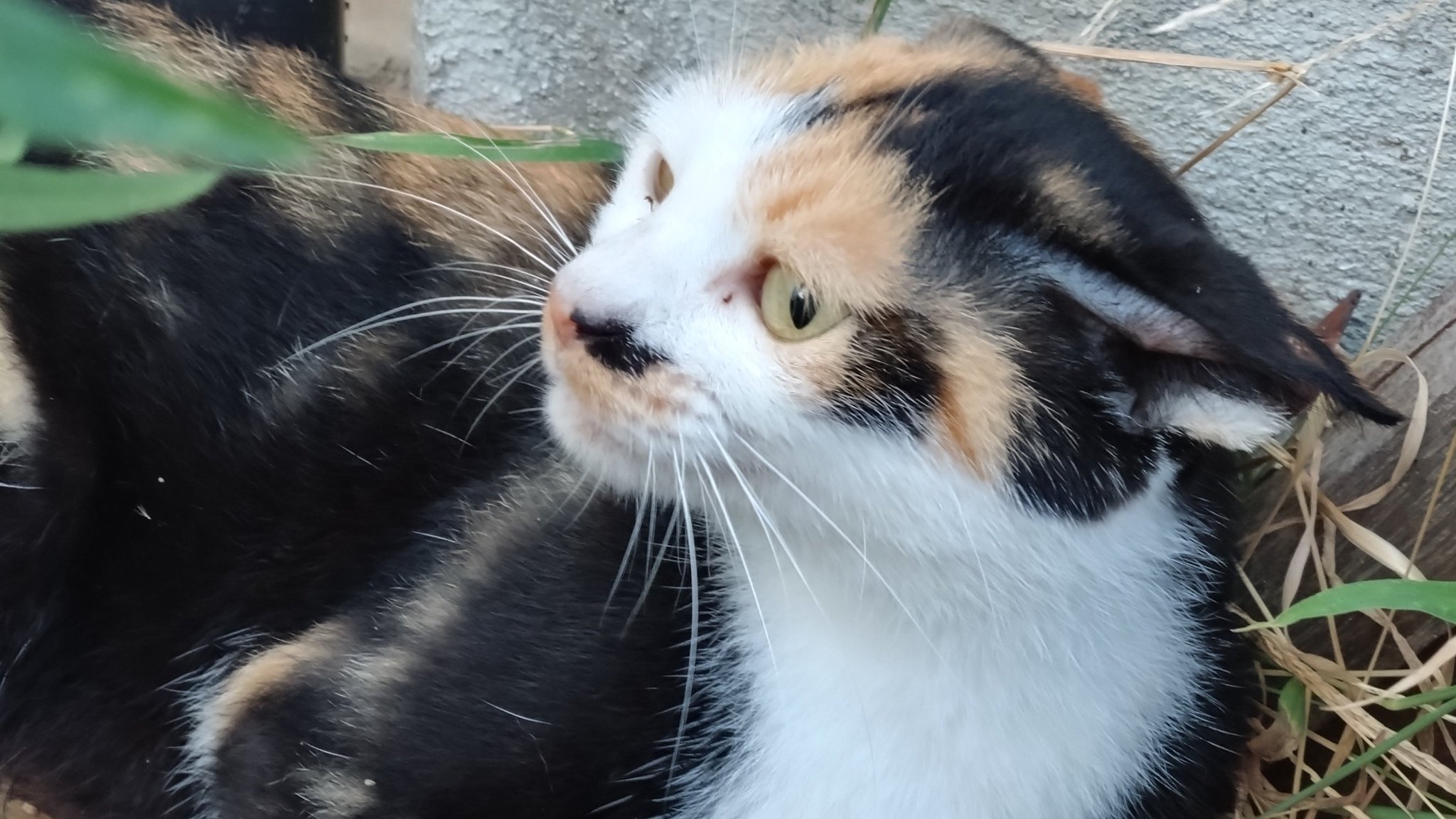【猫ちゃん】 Amazon | FEANDREA キャットタワー スロープ付き 登り降りし
