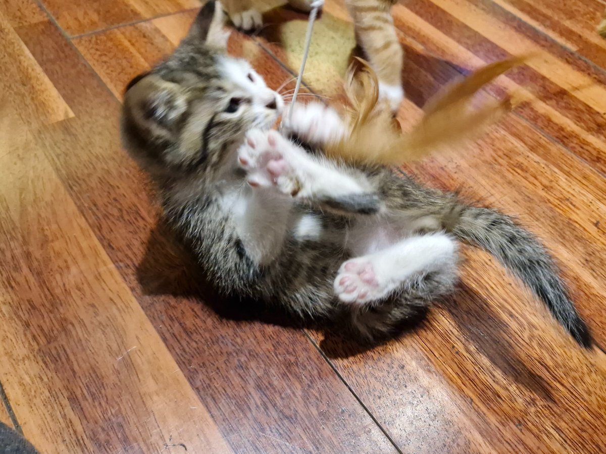 im_catbuglover's tweet photo. 고양이짤 뿌려요 트친님들 다들 행복해지세요´͈  ᵕ `͈ ♡°˚ https://t.co/bri97Spow2