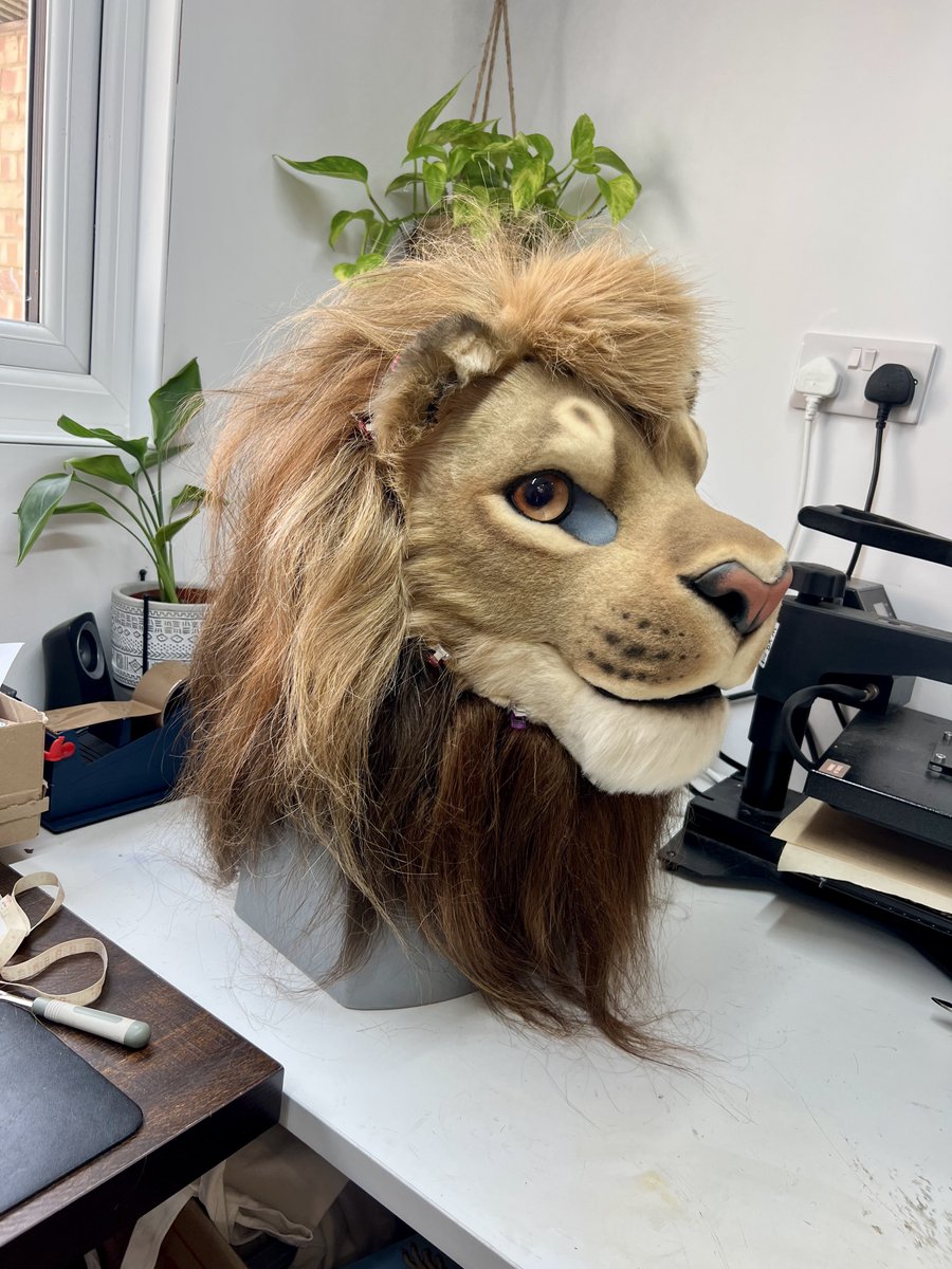 The mane event has begun 🦁