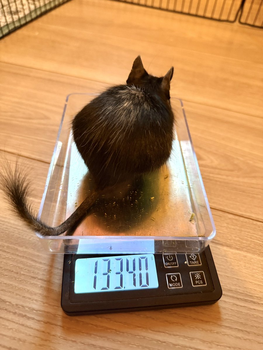 来夢さん、もぐちゃん、おやすみなさい🐁🐀⸒⸒ いい夢見られますように🫧