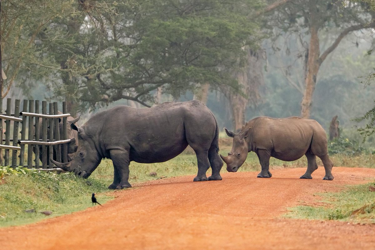 Majestic creatures, iconic &amp; strong! Let's protect them from poaching &amp; habitat loss. Conservation efforts matter, for their future &amp; ours. Save the Rhino.
#GoldenPosts
#NameARhino
#ExploreUganda
#UgWildlife
#TourismBoardUg
