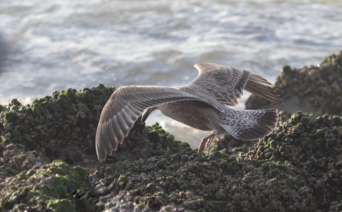 Yesterday evening I had a rather dark/dusky juvenile Caspian Gull on the beach of Bredene.  Heavily marked too, especially on the uppertail coverts.