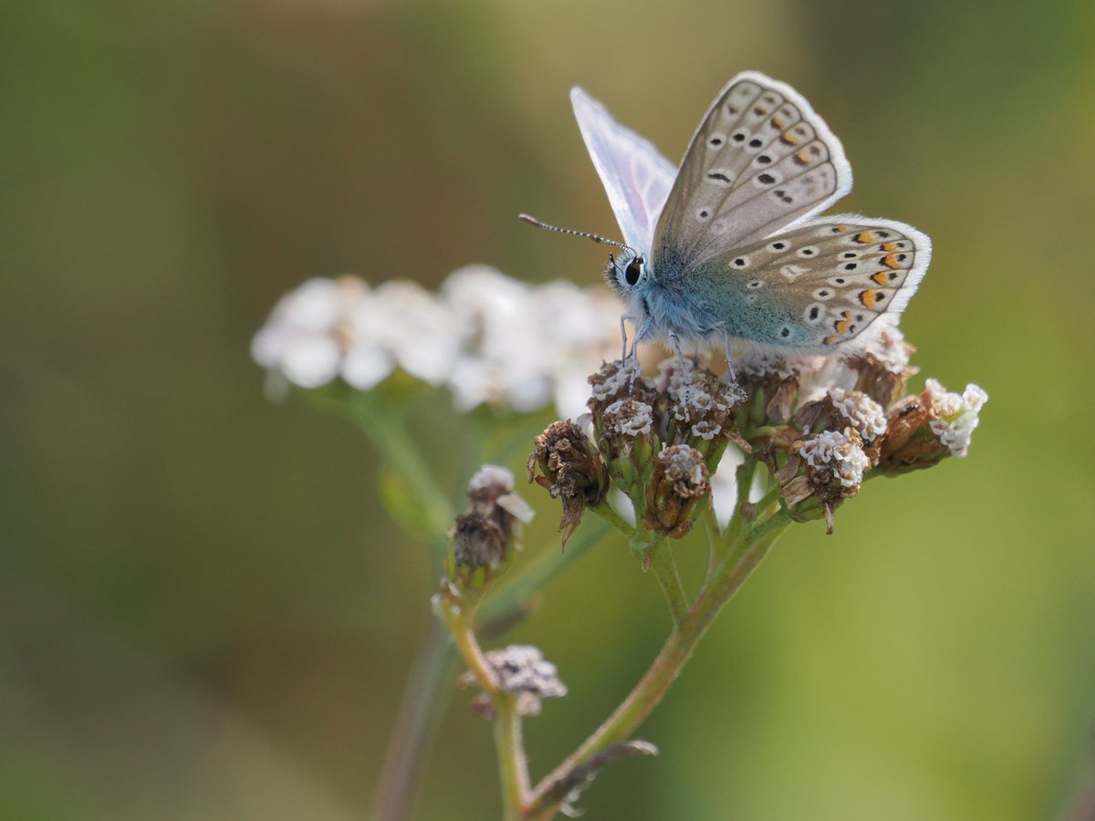 Deena Sharp tweet media