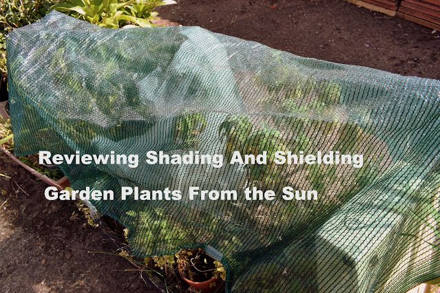 TheWritersdoor's tweet photo. Reviewing Shading and Shielding Garden Plants From The Sun written by Raintree Annie @jasmineannpeace 
https://t.co/jHhGkhh6Kj https://t.co/GxLHa1grEU