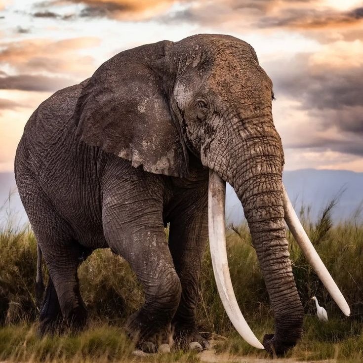 SİYAH SANCAK tweet media