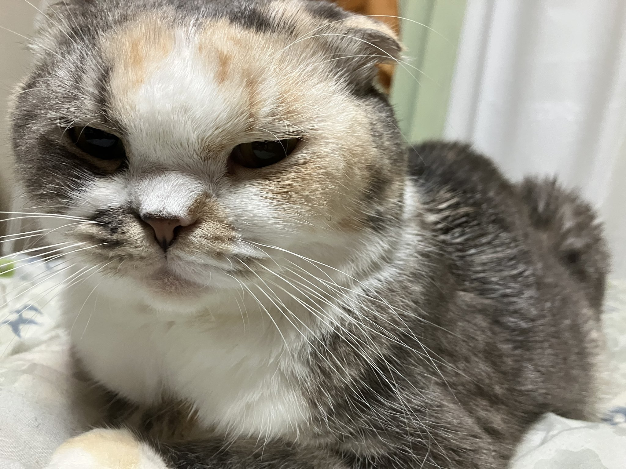 ひろ🍵🍉(SDK)😸🐈 on X: 