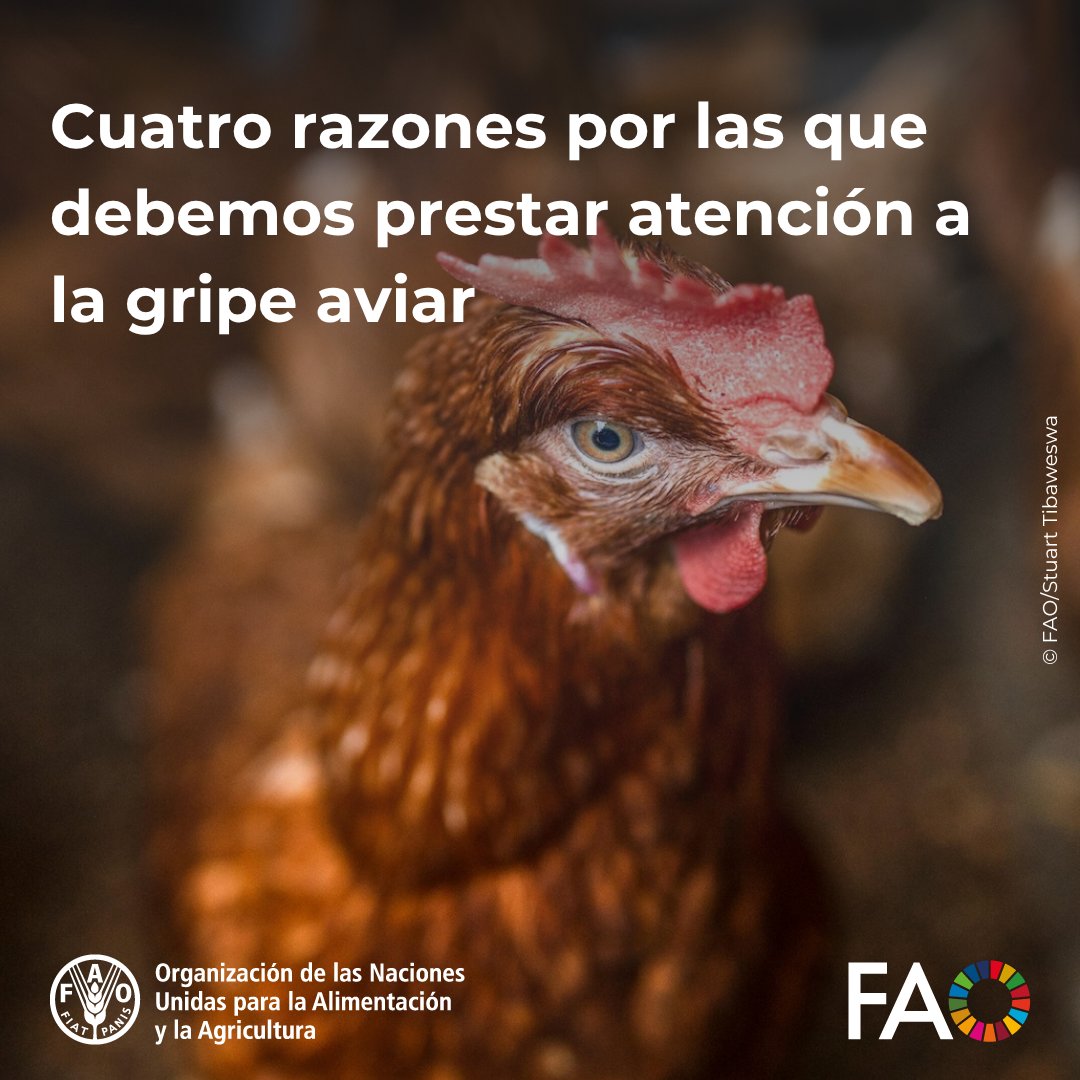 FAO en español tweet media