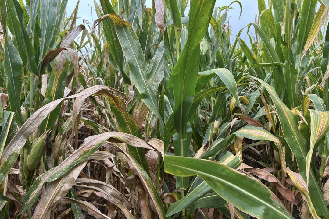 Kevin Rothzen - Channel Seed TA tweet media