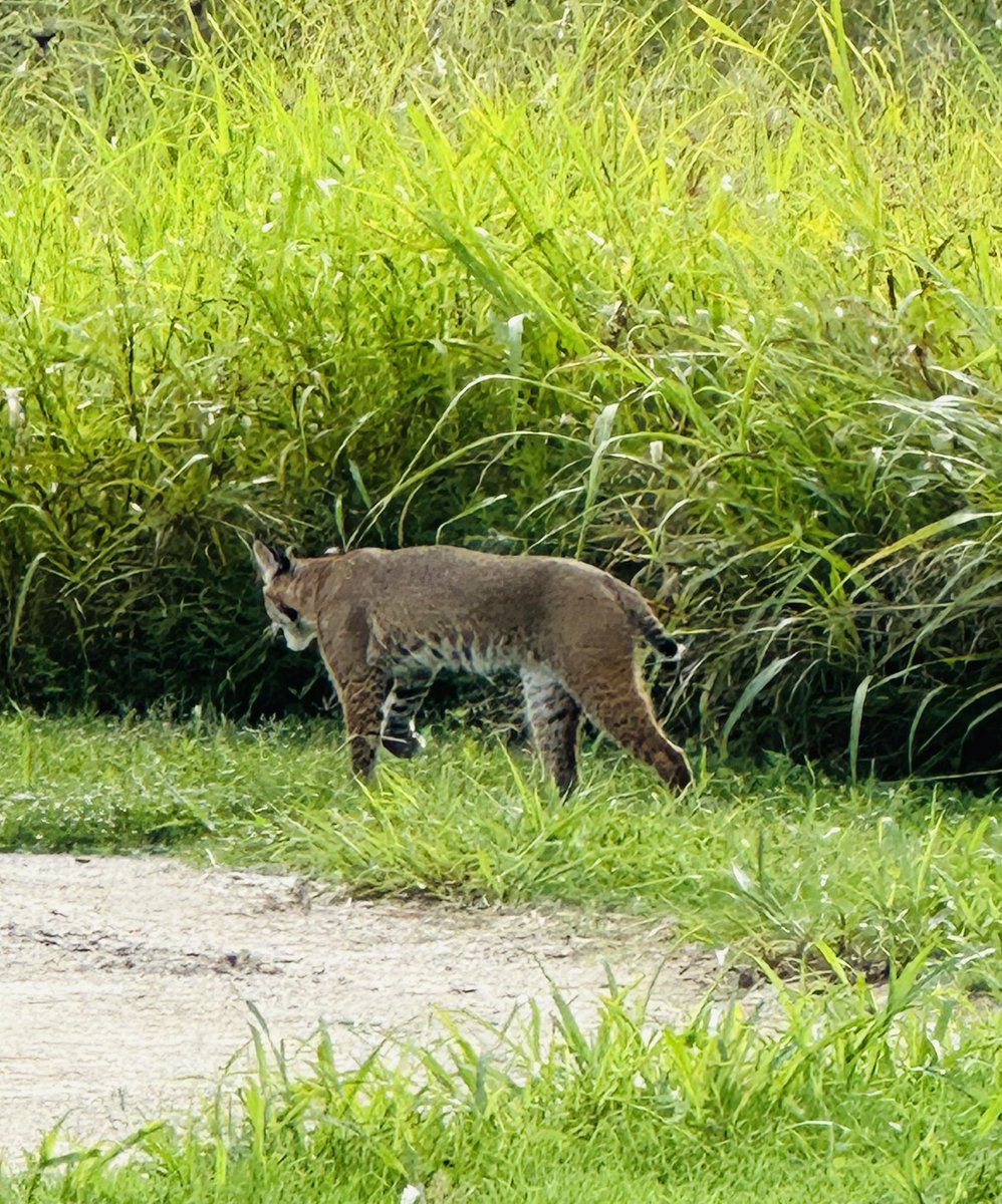 Oscar Galindo tweet media