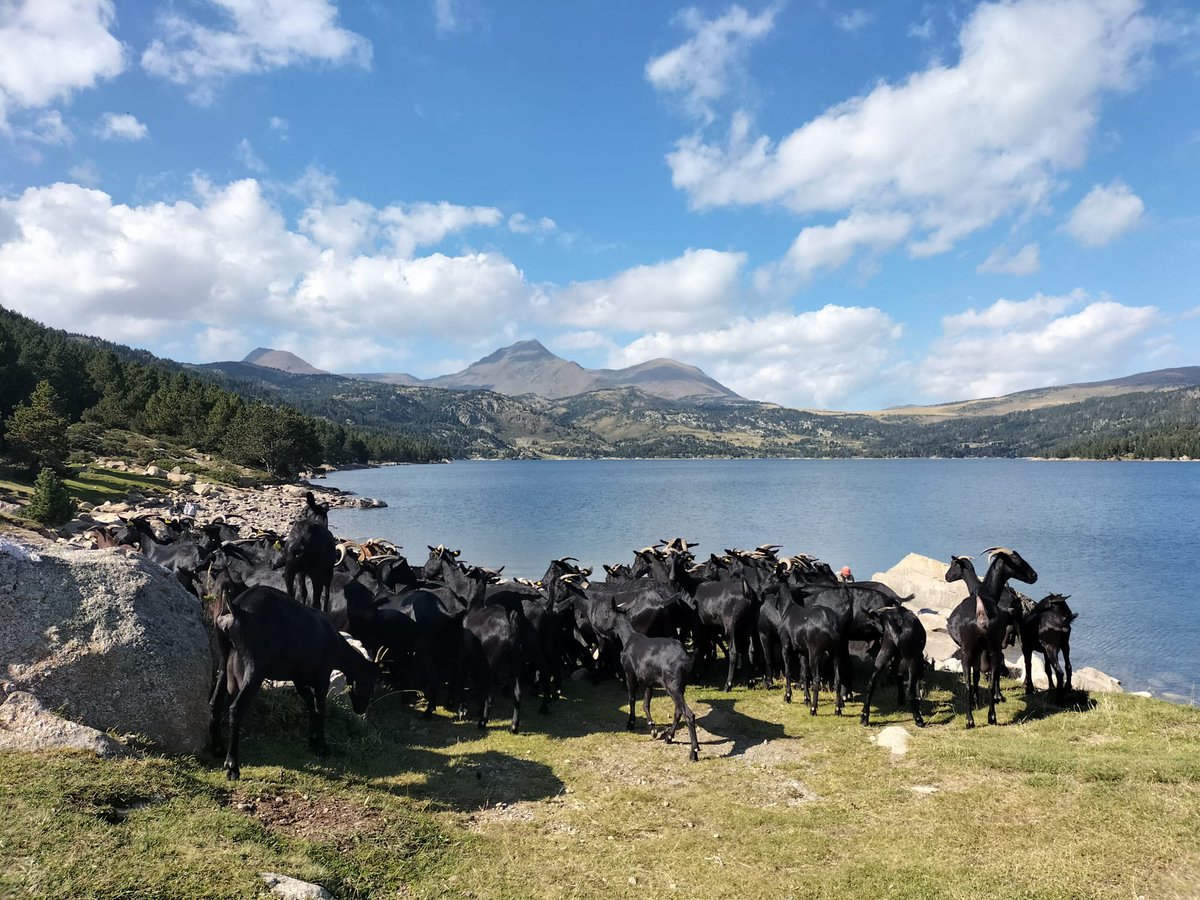 😍 Mireu quin paisatge! Ja hem arribat a Les Bulloses

👉 Demà t’esperem al refugi per participar de diferents activitats: degustació de vins i formatges, xerrades,… vine i descobreix la transhumància!