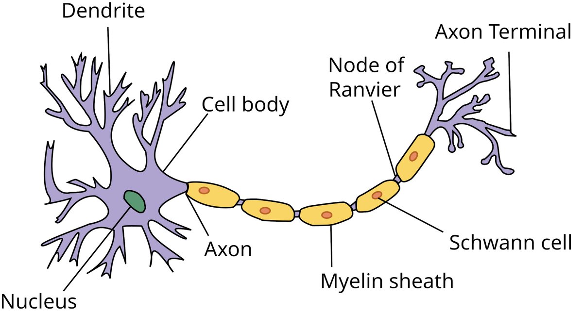 Jinyu_Chai's tweet photo. I’ve come to feel that LLMs have already stepped beyond the realm of traditional computer science. They no longer resemble the old “input–compute–output” machines we used to imagine. Instead, they look far more like subjects of biology or neuroscience. When we study the brain, we observe which regions light up under different conditions; when we study an LLM, we watch which modules activate under different prompts. It feels less like operating a machine, and more like investigating a living phenomenon.

Many people compare the workings of an LLM to alchemy: we throw data into the architecture and out comes a result—yet what happens inside remains obscure. This black-box character might signal a shift in scientific paradigm: we are learning to live with incomplete explanations, relying on experiment, observation, and heuristics rather than strict step-by-step logic. In that sense, it mirrors the path of the life sciences.

What’s even more striking is that while, on the surface, an LLM is “just predicting the next word,” in practice it may be building higher-order structures along the way: semantic frames, analogies, even hints of causality. This is reminiscent of human thought. When we speak, it may look like we’re simply predicting the next phrase, but beneath that we’re constantly weaving goals and conceptual networks. For humans, the ultimate meta-goal is survival and reproduction. For LLMs, one could argue they are evolving their own “meta-patterns”，maintaining coherence, serving user intent. These emergent properties beyond prediction might be the real frontier for understanding AI.

Perhaps LLMs are reminding us that the borders between computer science, cognitive science, and philosophy are already dissolving. The challenge ahead may not be “explaining a machine,” but rather learning how to understand a new kind of intelligent phenomenon. And when we lean on the metaphors of neuroscience to describe LLMs, we are already，perhaps unconsciously，shifting them from the category of “tools” toward the category of “life.” That, I think, is the question we urgently need to face.
