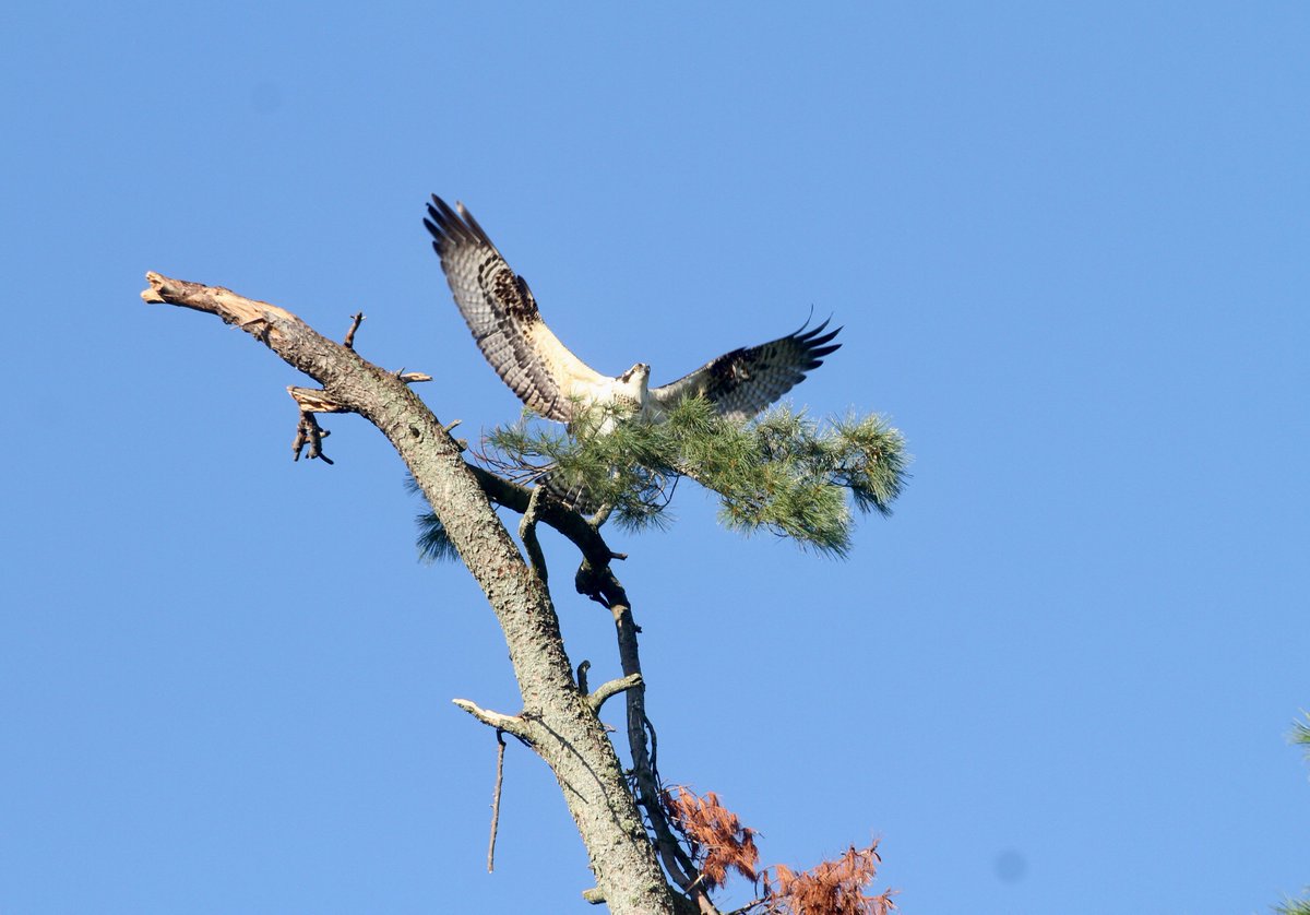 Osprey showing off the landing gear. <a href="/KawarthaConserv/">KawarthaConservation</a> <a href="/UTMBiology/">UTM Biology</a>