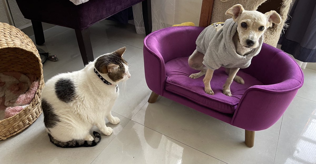 Joi vakate del siyom de Kosh, ze ba nogar!!