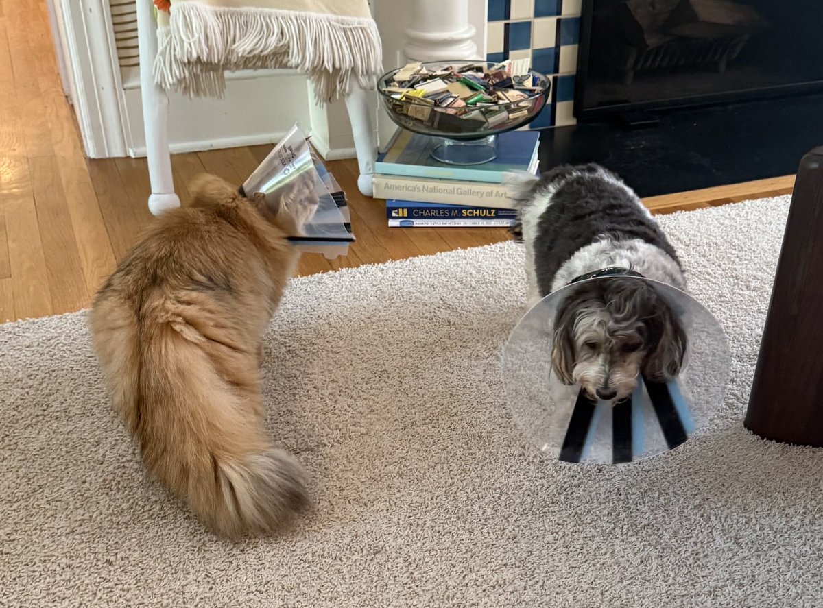 Moose “the silly goose” Tapper tweet media