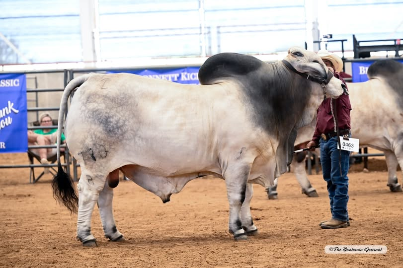 2025 BLUEBONNET KICKOFF CLASSIC – Reserve Aged Senior Champion Gray Bull: JDH JAHEIM MANSO 780/8; #1059639; Sire: JDH MR KEIFER MANSO 278/7; Dam: JDH CAMILLA MANSO 813/7; Owner: J.D HUDGINS