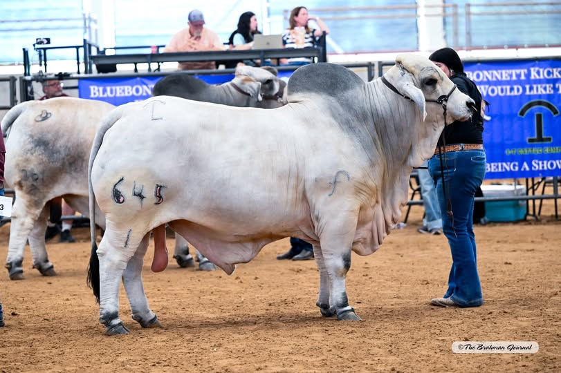 2025 BLUEBONNET KICKOFF CLASSIC – Aged Senior Champion Gray Bull: JDH MR MANSO 645/1; #1058015; Sire: JDH MR MANSO 272/1; Dam: JDH LADY MANSO 493/1; Owner: TUCKER PADGETT