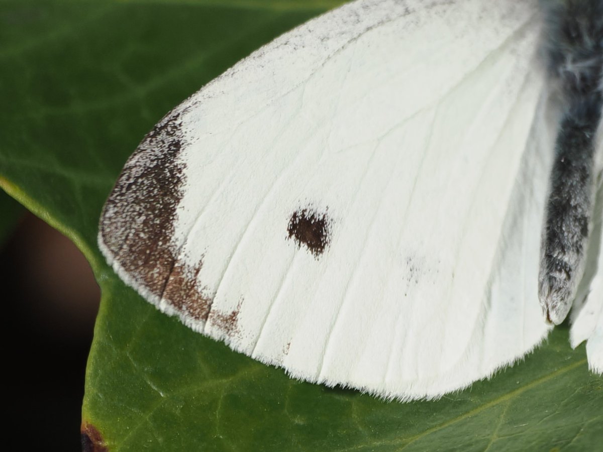 Harry's Birds & Wildlife tweet media