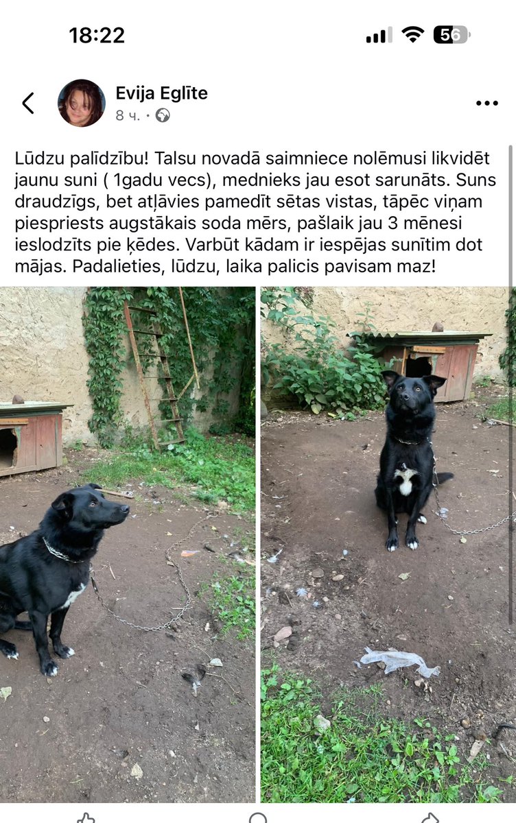 Atrasts FB! 
Varbūt kādam ir iespēja palīdzēt un dot vismaz pagaidu mājas?