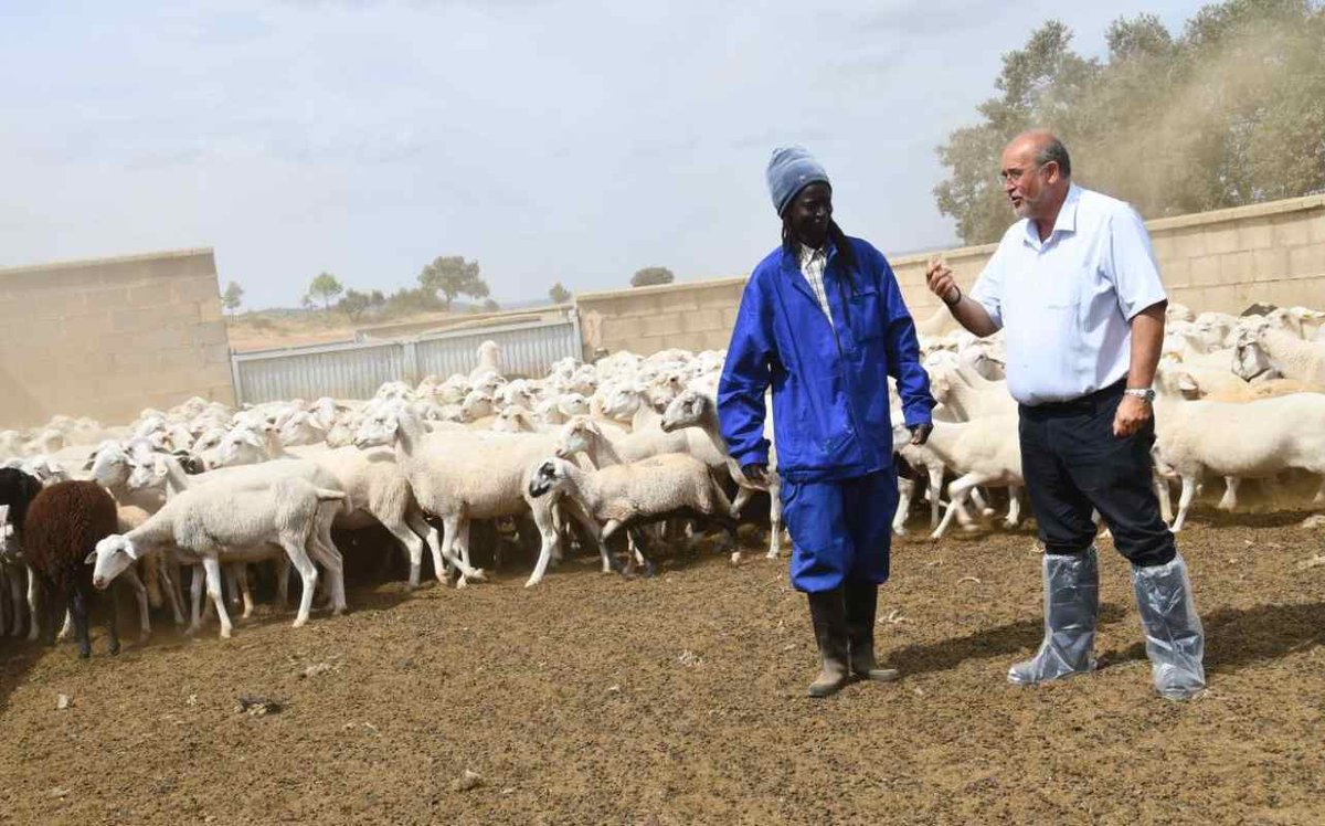 El caso del joven senegalés que llegó a España hace 4 años y ahora cuida de 600 ovejas en un pueblo de Cuenca
encastillalamancha.es/castilla-la-ma…