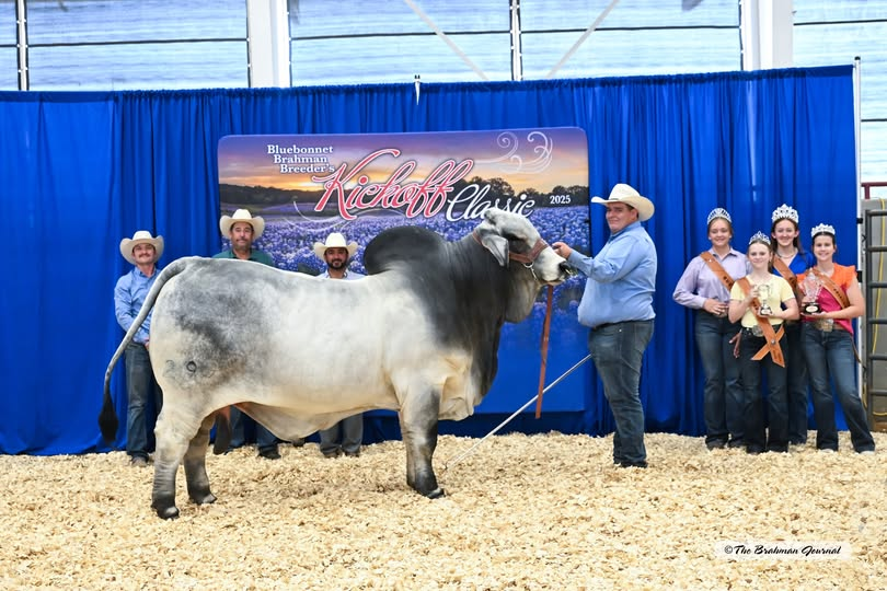 2025 BLUEBONNET KICKOFF CLASSIC – RESERVE GRAND &amp; Reserve Senior Champion Gray Bull: BRC JOHNNY BRAHMAN 299; #1064408; Sire: MSP KING GARRETT 584/1; Dam: +BRC SWEETIE 486/8; Owned by: BRANDON &amp; RACHEL CUTRER