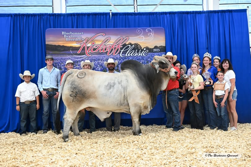 2025 BLUEBONNET KICKOFF CLASSIC – GRAND &amp; Senior Champion Gray Bull: MR BER ON POINT 23/1; #1065449; Sire: +MR BER 427 “TRUMP”; Dam: MISS BER JOLENE 754; Owner: JAXSON HERMAN SMITH