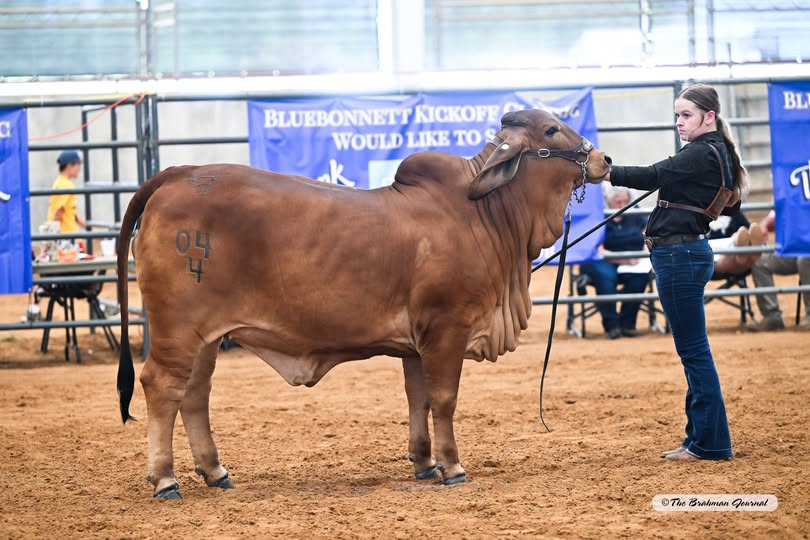 2025 BLUEBONNET KICKOFF CLASSIC – Reserve Intermediate Champion Red Female: MS GASA TINA 04/4; #1077931; Sire: +CT MR ELMEAUX RHINEAUX 1/7; Dam: MS CASARAY HG CRISTAL 101/00; Owner: GASA RANCH