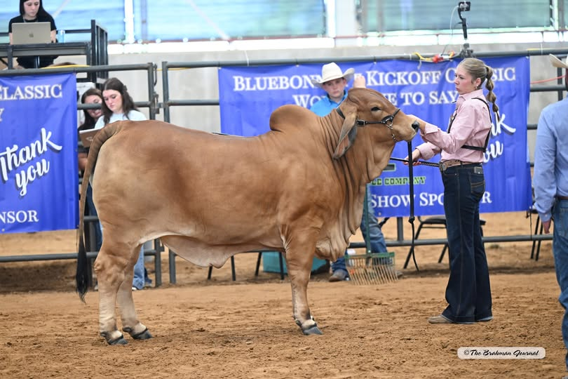2025 BLUEBONNET KICKOFF CLASSIC – Reserve Senior Yearling Red Female: 3S MISS POLLED REBA 2 (P); #1078509; Sire: LMC LF POLLED AMIGO 89/0 (P); Dam: LEW MISS X-RAY ADELYN 10; Owner: MADISON PARKER