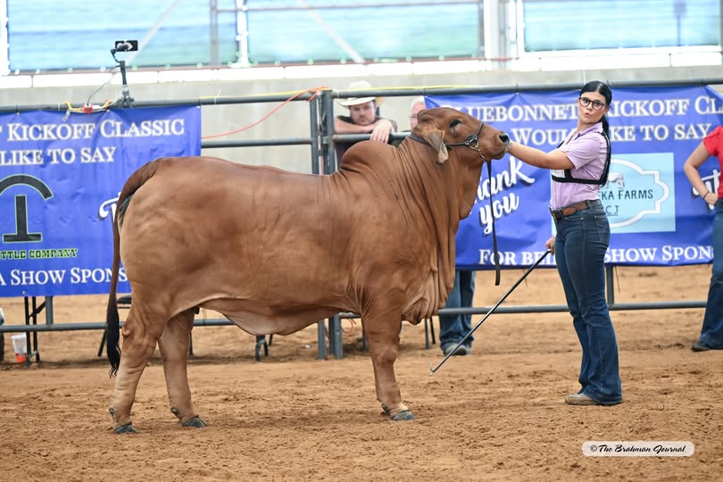 2025 BLUEBONNET KICKOFF CLASSIC – Senior Yearling Red Female: CJ BAR MISS LAVONIA 90/4 (P); #1079133; Sire: #NIOKA PABLO (PP) (P) 800; Dam: MISS TO'S CHIGGER 14/1; Owner: CLAIRE ADDISON JALUFKA