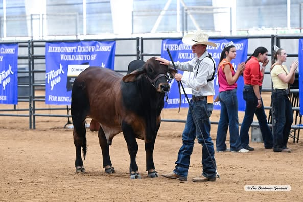 2025 BLUEBONNET KICKOFF CLASSIC JUNIOR SHOWMANSHIP – RESERVE GRAND CHAMPION &amp; Champion Senior Showman: Damian Martin