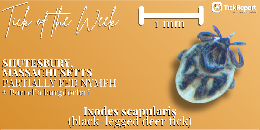 Borrelia burgdorferi was detected in this black-legged deer tick from our neighbors in Franklin County, Massachusetts! B. burgdorferi is the most common causative agent of Lyme disease.