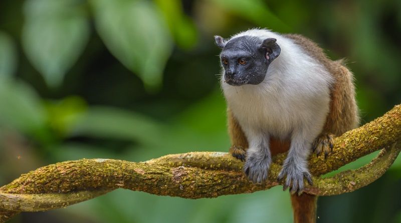 #DiaDaAmazônia: imagens deslumbrantes revelam o equilíbrio e a força brutal da maior #floresta tropical do mundo, a #Amazônia. É o olhar apurado de cinco fotógrafos que trazem até nós a beleza única deste bioma buff.ly/7fJzbUa