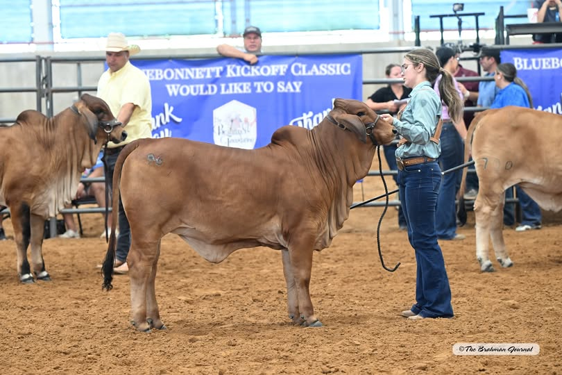 2025 BLUEBONNET KICKOFF CLASSIC – Reserve Calf Champion Red Female: HCC LADY MARISOL ROUGE 114/5; #1085873; Sire: CCC MR CLETUS 149/0; Dam: LADY L ARIA ROJO 243; Owner: GRASYN HINZE