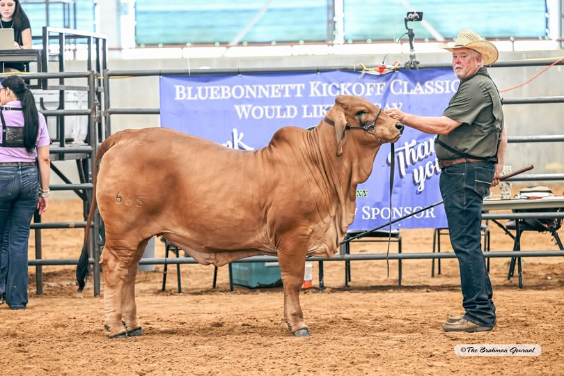 2025 BLUEBONNET KICKOFF CLASSIC – Reserve Junior Yearling Champion Red Female: WALTERS BETH ROJO 665; #1080067; Sire: MR. 7R BUTCH CASSIDY 123/0; Dam: +WALTERS EDEN ROJO 455; Owner: WALTERS LIVESTOCK