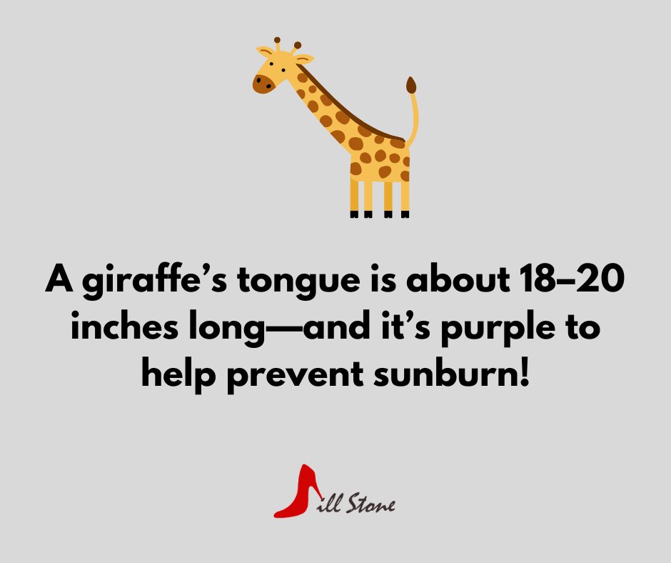 jstonemeetings's tweet image. 🦒👅 #FridayFunFact