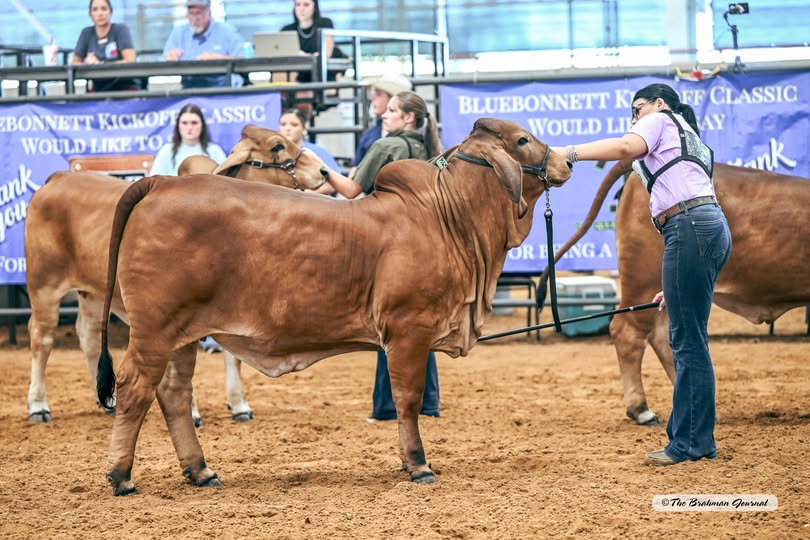 2025 BLUEBONNET KICKOFF CLASSIC – Junior Yearling Champion Red Female: CJ BAR MISS PITA 101/4; #1083615; Sire: +CT MR ELMEAUX RHINEAUX 1/7; Dam: JALUFKA FARMS MISS LUPE 7/0; Owner: CLAIRE ADDISON JALUFKA
